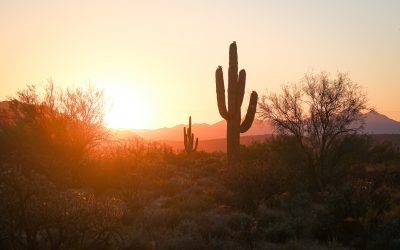 Changing Landscape in Gilbert